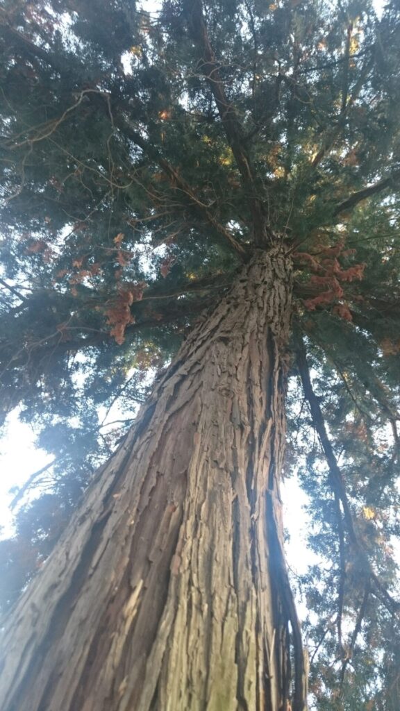 神社の参道に立つヒノキの大木を下から見上げた写真。力強い幹と木の精油の世界観が伝わる一枚。