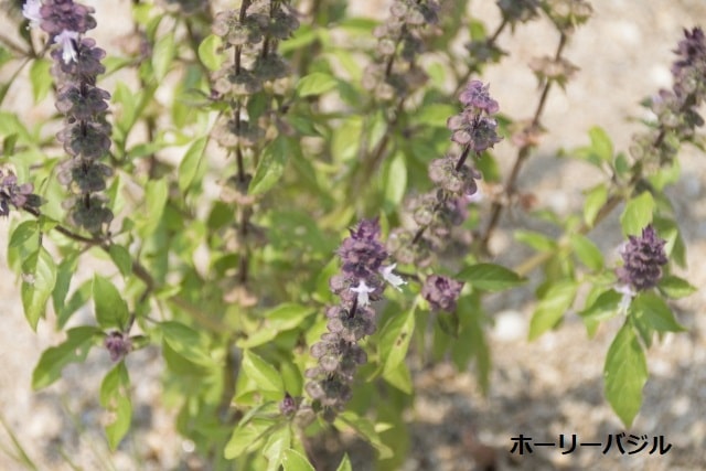 ホーリーバジルの紫色の花穂と葉の写真