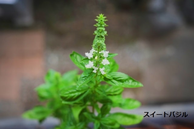 スイートバジルの白い花と葉の写真