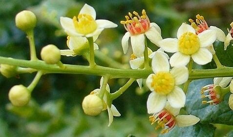 フランキンセンス(乳香樹)の白い小花が咲いている様子の写真|精油の元となる乳香の植物イメージ