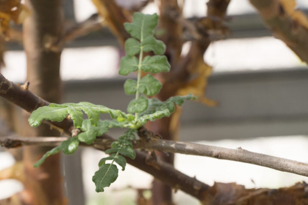 フランキンセンスの若い葉が枝先に芽吹いている写真|精油の元となる乳香樹の植物イメージ