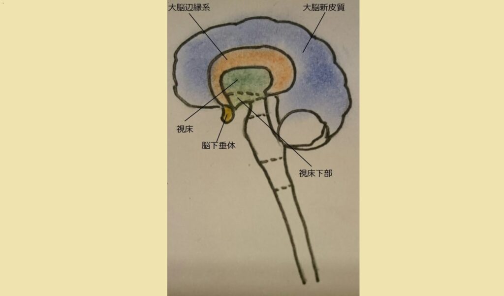 大脳新皮質と大脳辺縁系、視床・視床下部・脳下垂体の位置を示した脳の断面図。香りが本能と自律神経に働きかける仕組みを説明するためのイラスト。