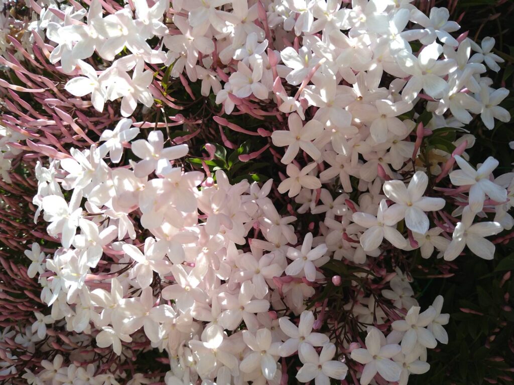 羽衣ジャスミン(Jasminum polyanthum)の満開の花の写真。白い小花とピンクのつぼみが密に咲き、香りの強いジャスミンとして知られる品種。