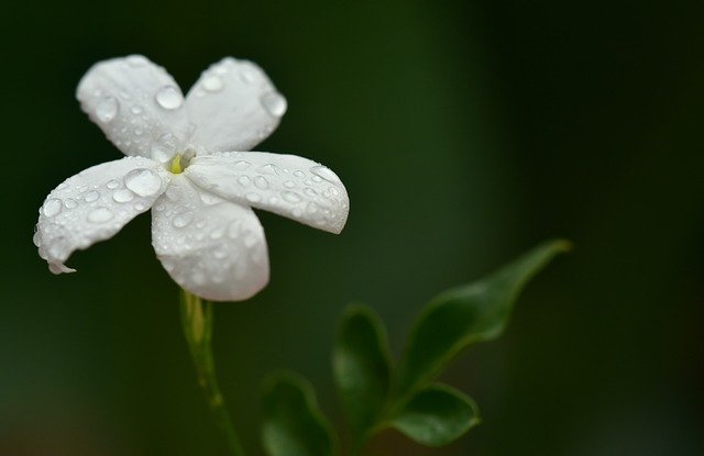 ジャスミン(Jasminum grandiflorum/グランディフローラム)の白い花に水滴がついた写真。背景は深い緑で、花の繊細さと透明感が際立っている。