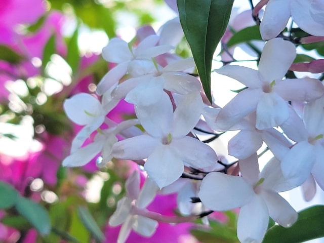ジャスミン(Jasminum officinalis/オフィシナリス)の白い花を近距離で撮影した写真。背景のピンクが柔らかくぼけ、花の繊細さが際立っている。