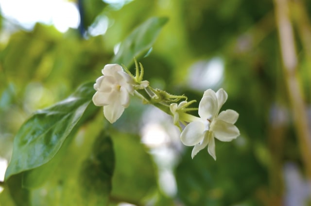 ジャスミン(Jasminum sambac/サンバック)の白い小花を撮影した写真。つぼみと花が並び、背景の緑が柔らかくぼけて茉莉花の清らかさが引き立っている。