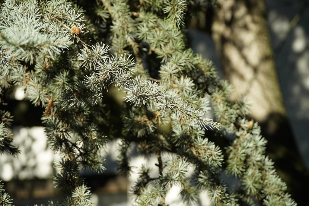 アトラスシダーの枝と葉の様子