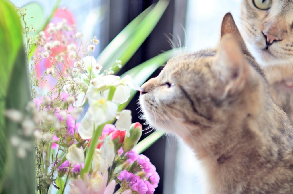 猫が花の香りを嗅いでいる様子を写した写真