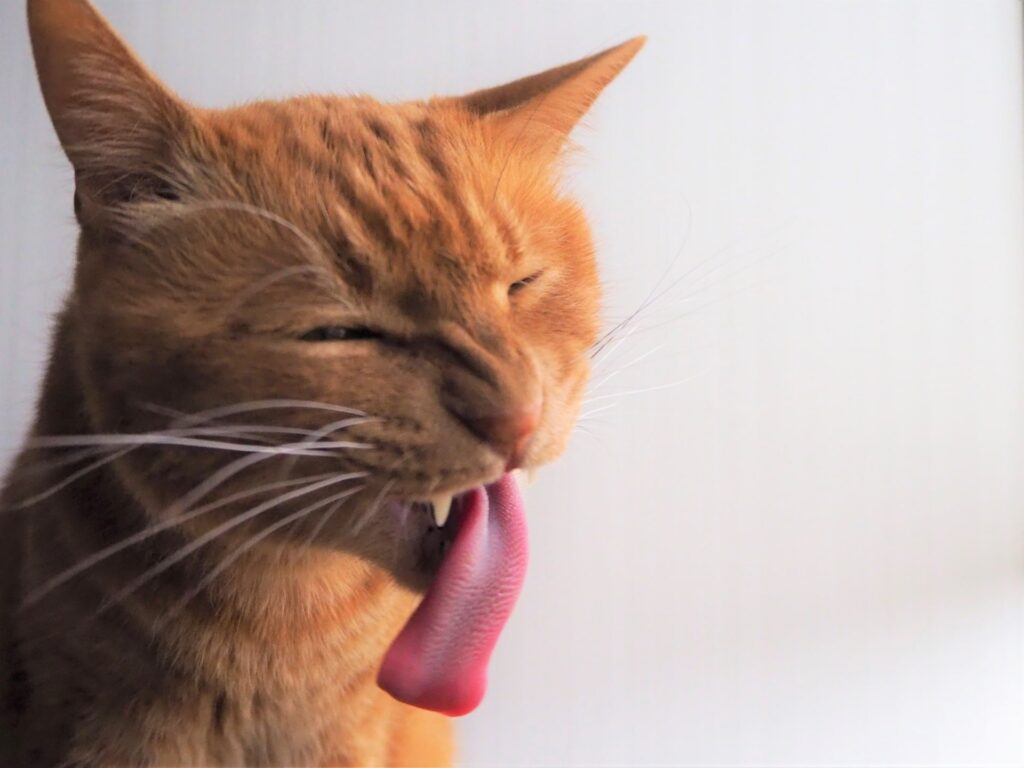 超絶に苦い味に思わずしかめ顔をして舌を出す猫の表情