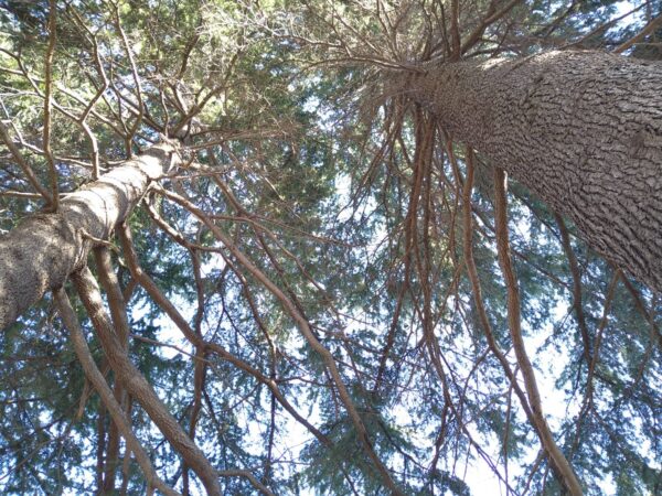 大きなヒマラヤスギを見上げる風景|瞑想と習慣化の実践場所