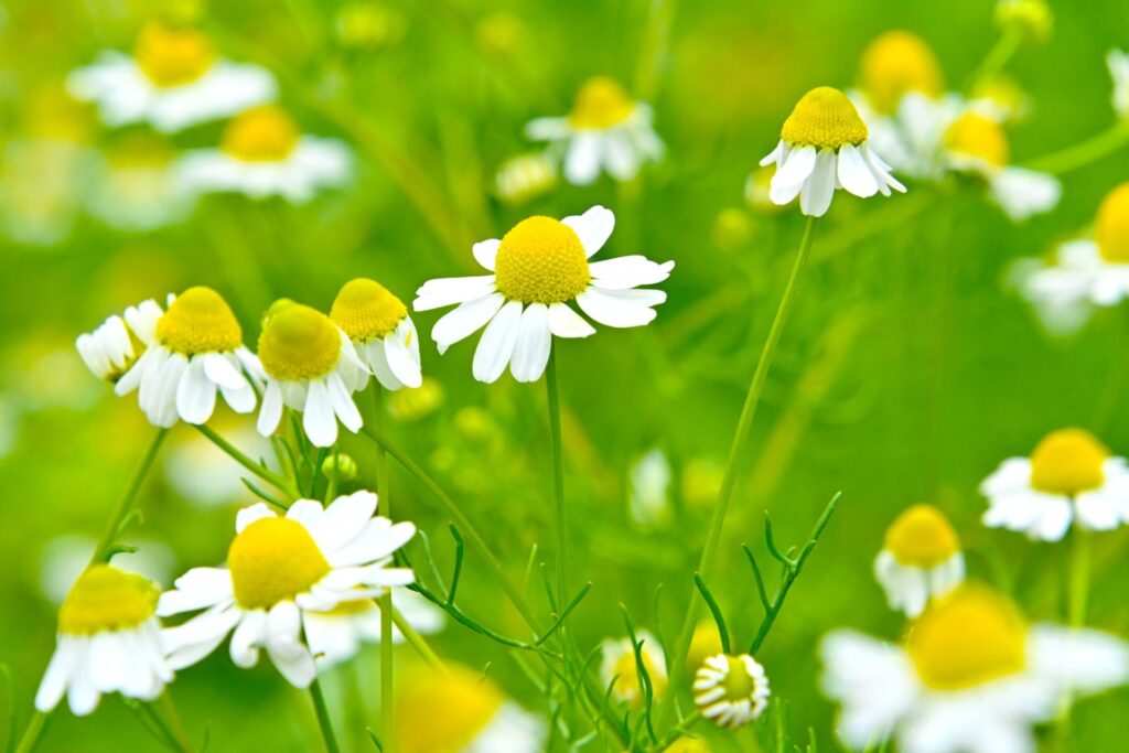 カモミール・ローマンの白い花と黄色い花芯が咲き誇る様子