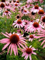 ナード農場エキナセアハーブ