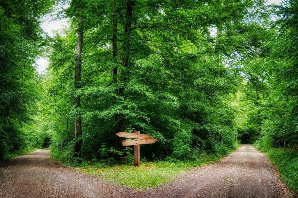 森の中で二手に分かれる道と木製の道しるべ