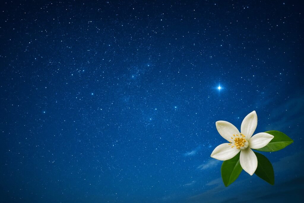 夜空に広がる星々と、右下にふわりと咲くネロリの白い花の横長写真