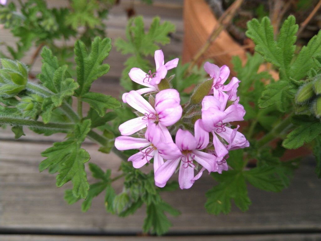 ゼラニウムの花と葉のクローズアップ写真
