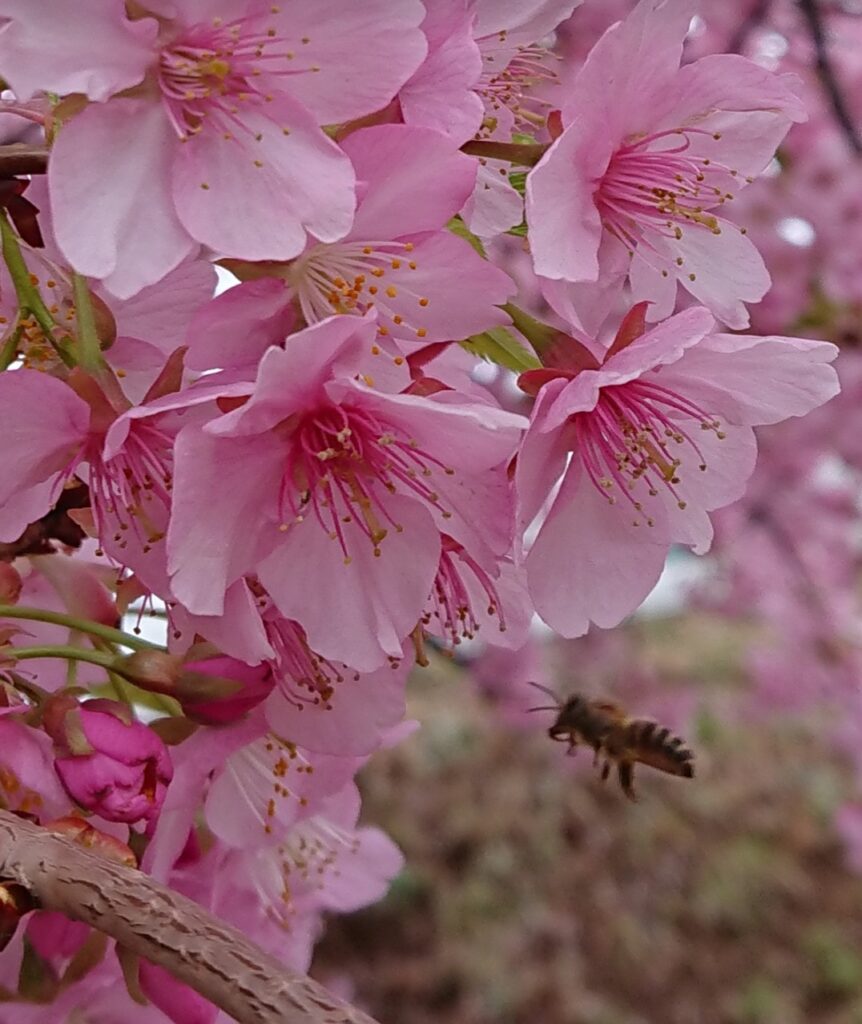 河津桜の淡いピンクの花に近づく蜂。花びらの柔らかな色合いが美しく、春の生命力と癒しのエネルギーを感じる写真。