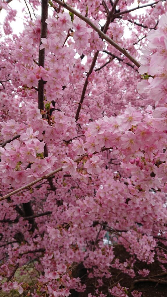 満開の河津桜が枝いっぱいに広がる様子。優しいピンク色が一面に咲き誇り、心がゆるむような春の景色。