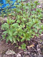 ナード農場ペパーミント