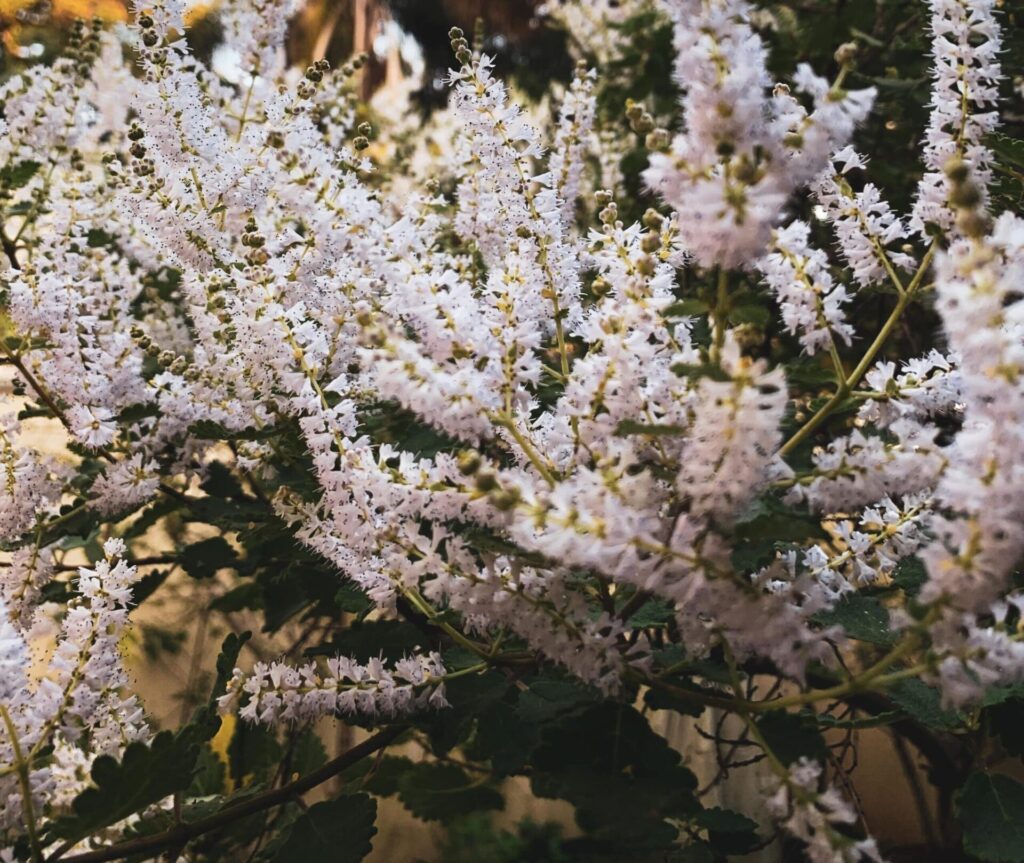 ミルラの白い花(Commiphora)の細かな穂状の花が咲く様子