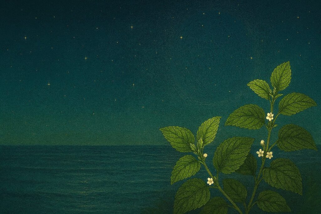 夜の海と星空を背景に、白い花を咲かせたメリッサの葉が描かれた幻想的なイラスト