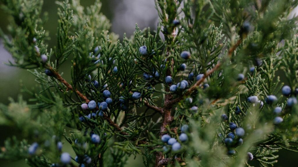 バージニアシダーの枝と実の様子