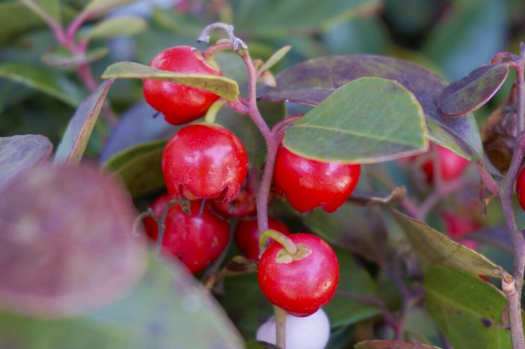 ウィンターグリーンの赤い実の接写写真|メディカルアロマで使われる植物の特徴
