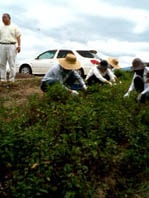 ナード農場ペパーミント摘み取り