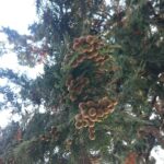 神社のヒノキにたくさん実った球果のクローズアップ写真。精油の元となるヒノキ科植物の力強さを感じる一枚。