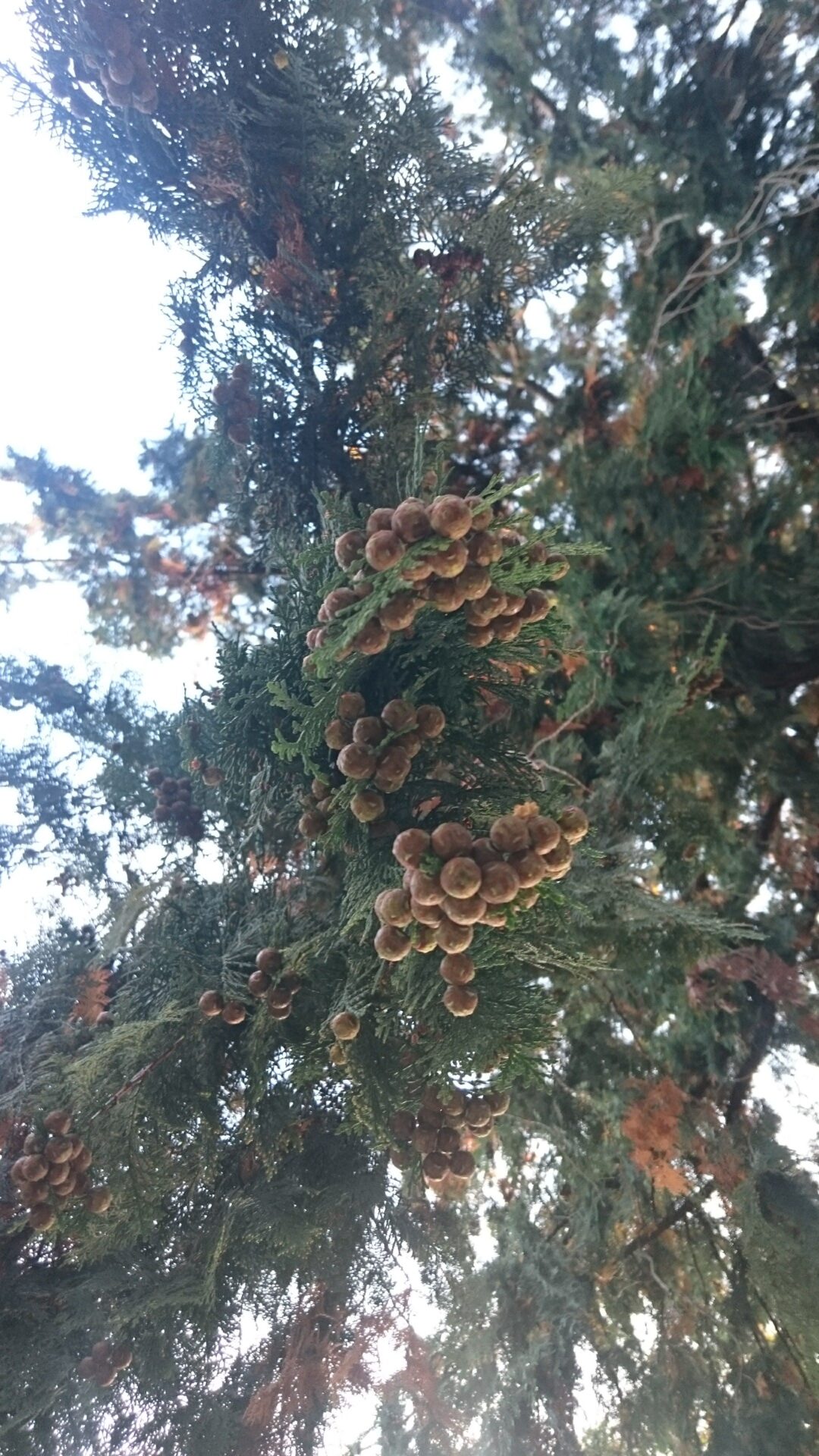 ひのき(檜・ヒノキ)科の精油