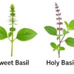 スイートバジルとホーリーバジルの植物の違いがわかる比較画像