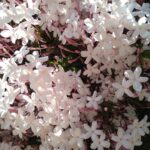 羽衣ジャスミン（Jasminum polyanthum）の満開の花の写真。白い小花とピンクのつぼみが密に咲き、香りの強いジャスミンとして知られる品種。