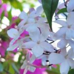 ジャスミン（Jasminum officinalis／オフィシナリス）の白い花を近距離で撮影した写真。背景のピンクが柔らかくぼけ、花の繊細さが際立っている。