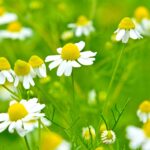 カモミール・ローマンの白い花と黄色い花芯が咲き誇る様子