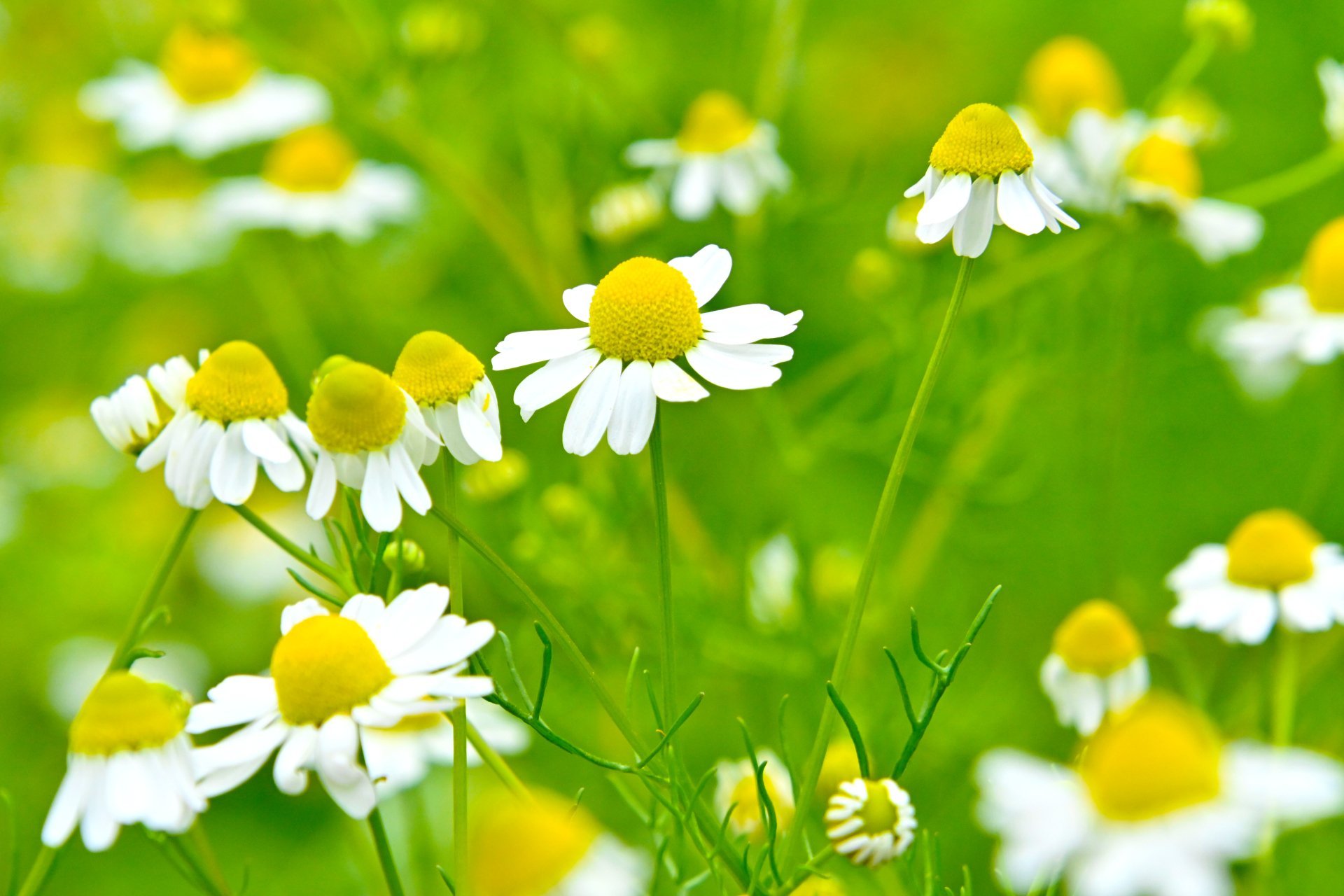 カモマイル・ローマン精油の効能と使い方|優しさと安らぎの秘密・心安らぐ香り