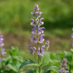 緑の葉と紫色の花を咲かせるクラリセージ（Salvia sclarea）の植物写真