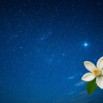 夜空に広がる星々と、右下にふわりと咲くネロリの白い花の横長写真