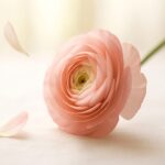 薄いピンクのラナンキュラスの花びらがそっと落ちる瞬間を写した柔らかな印象の横長写真