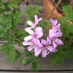 ゼラニウムの花と葉のクローズアップ写真