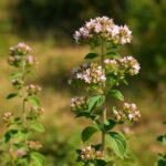 オレガノが野原に自生している様子