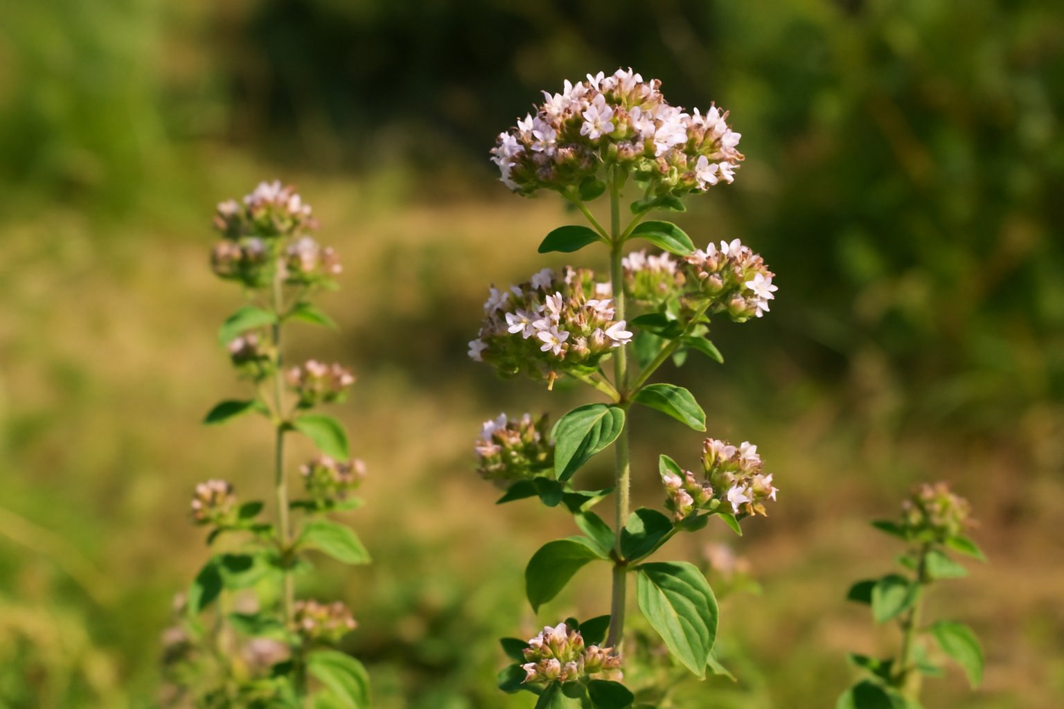 オレガノ精油の効能と使い方|強力な感染予防の強い味方