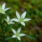 緑の中に咲く白いセンブリの花の写真