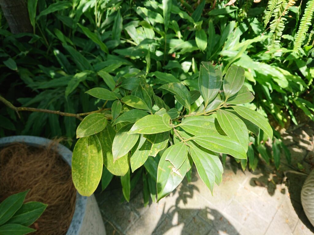 シナモン・カッシア(Cinnamomum cassia)の葉の写真