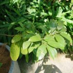 シナモン・カッシア（Cinnamomum cassia）の葉の写真