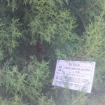 サイプレス（Cupressus sempervirens）の葉と枝の様子。ヒノキ科の常緑高木で、精油の原料となる植物。