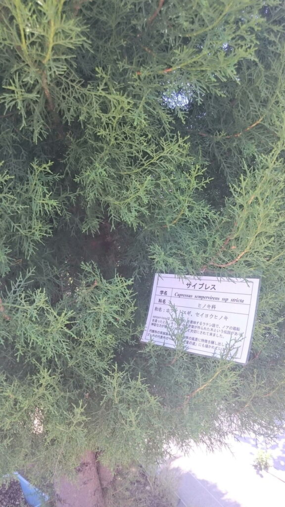 サイプレス（Cupressus sempervirens）の葉と枝の様子。ヒノキ科の常緑高木で、精油の原料となる植物。
