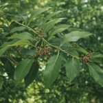 サンダルウッド（白檀）の葉と花の写真