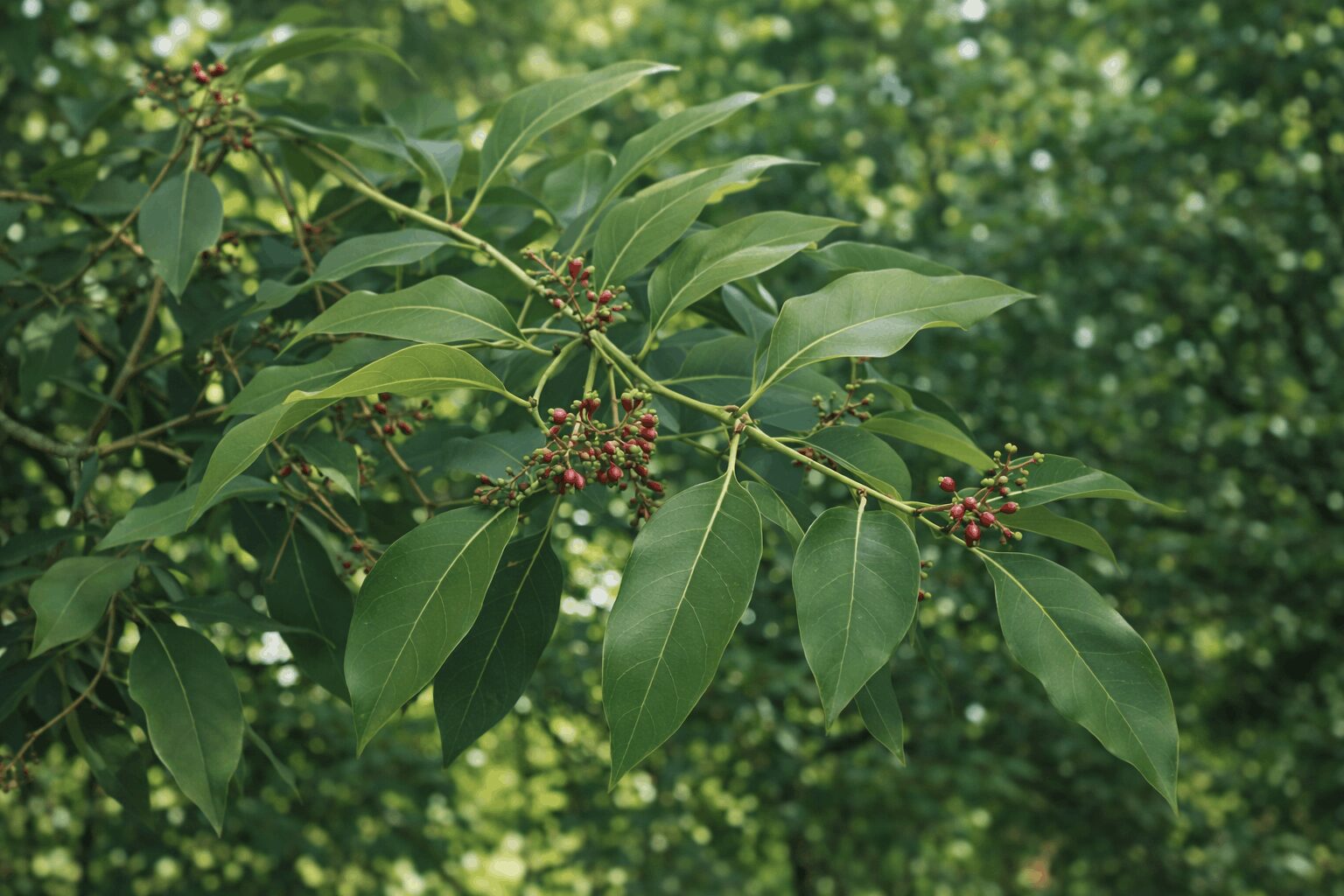 サンダルウッド精油の効能と使い方|心臓を強め心を整える白檀精油