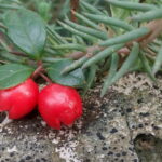 ウィンターグリーンの葉と赤い実の写真｜鎮痛ケアに使われるメディカルアロマ植物