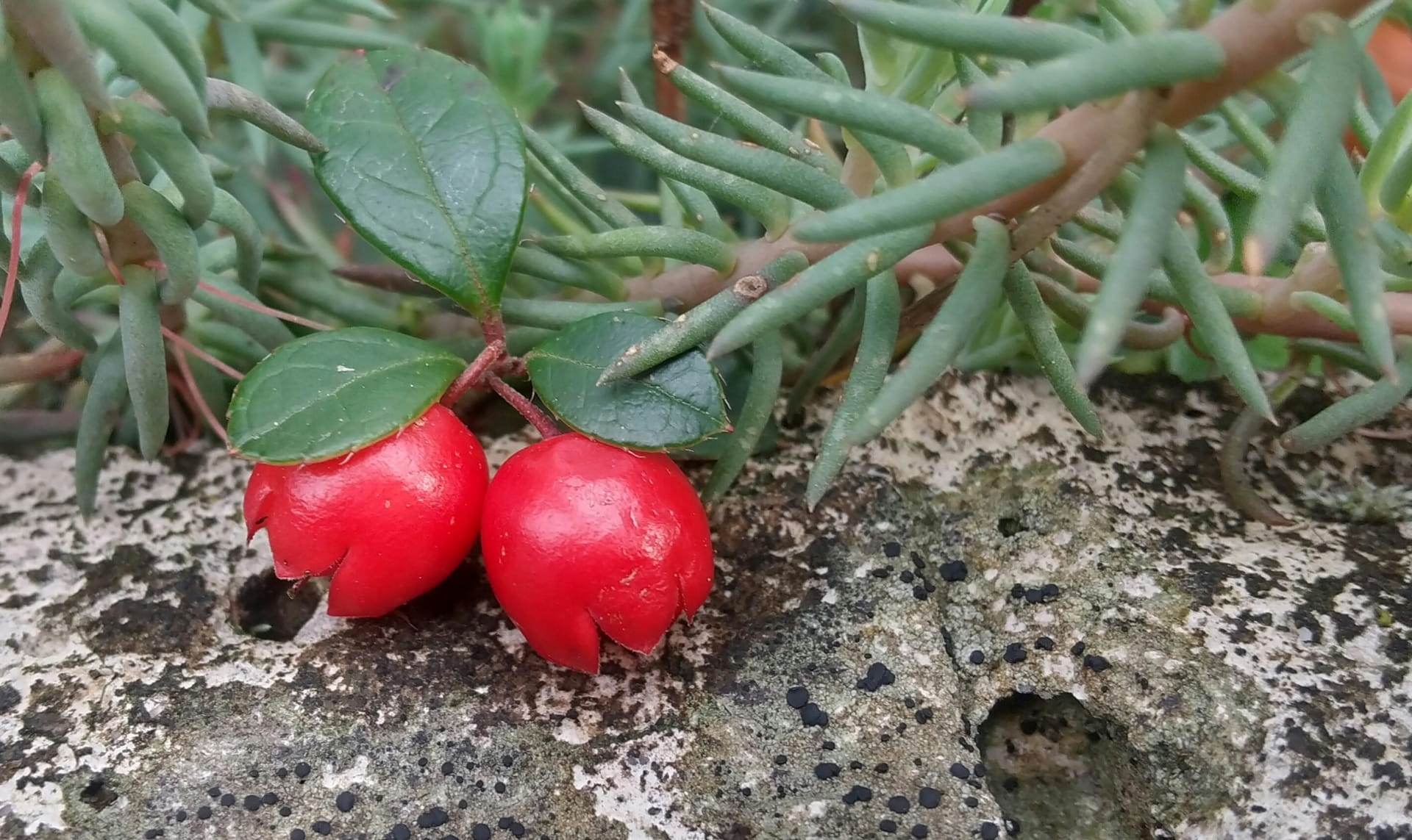 ウィンターグリーン精油の効能と使い方｜筋肉・関節の痛みをケアする「天然の湿布」