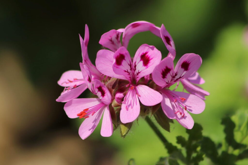 ゼラニウム・エジプト（Pelargonium × asperum）の花の写真